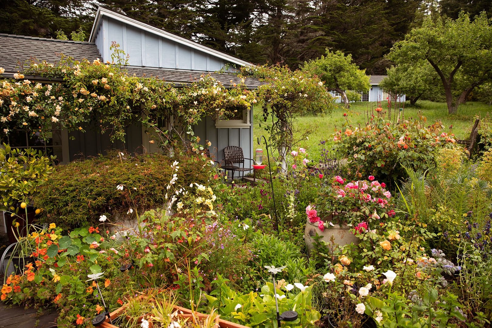 Hummingbird Haven flower garden, Mendocino Coast California